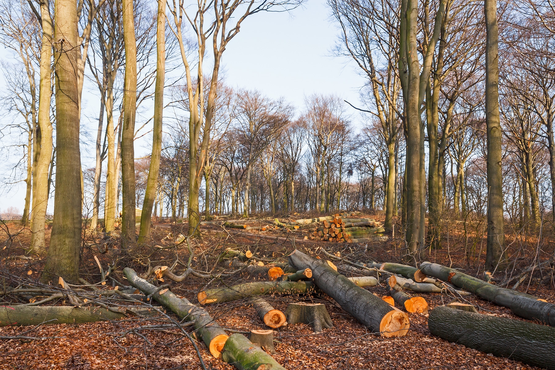 riesige Löcher im Wald