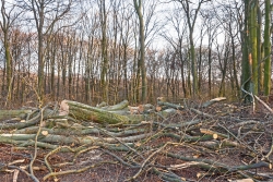Umwandlung von Habitatbäumen in Abfallholz