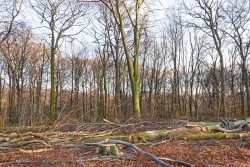 Schneisen der Verwüstung ziehen sich durch den Wald