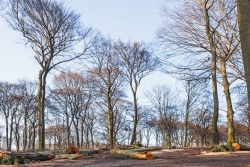 verdichteter Waldboden ohne Schatten