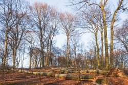 weit aufgerissenes Kronendach