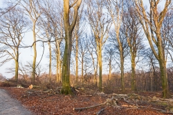 "Verkehrssicherung" am Schrülkampweg