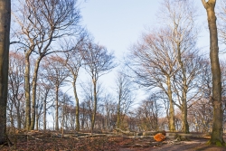 kein Wald mehr, sondern lose Ansammlung von Einzelbäumen
