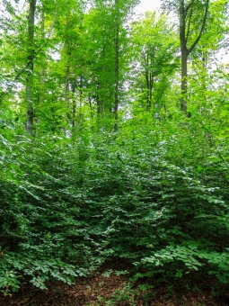 zweischichtiger Altersklassenwald aus Oberbestand und Unterstand
