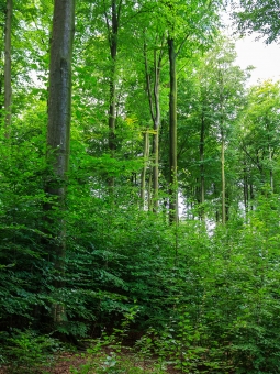Unterstand aus Verjüngung von Buche, Berg-Ahorn und Esche
