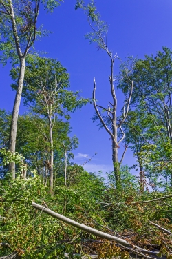 Ruinen von Überhältern im Schirmschlag-Wald