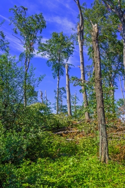 abgebrochene Eichen- und Buchenkronen im Schirmschlag-Wald