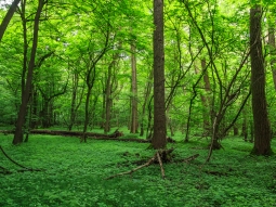 Toholz in Eichen-Hainbuchen-Wald