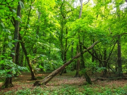Totholz im Mischwald mit Linden