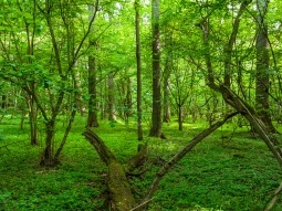 Totholz im Mischwald aus Eichen, Buchen und Linden