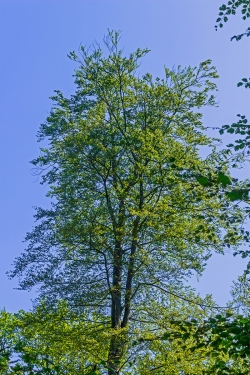 Schadstufe 2: durchsichtige Krone, Dürräste außen