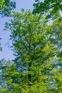 Schadstufe 1: beginnende Verlichtung der Krone, Pinseläste im Außenbereich
