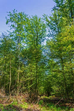 Schadstufen 1 und 2: Kronenverlichtung und Totäste