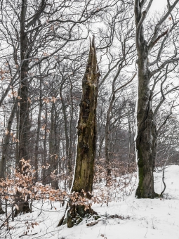 Biotopbaum