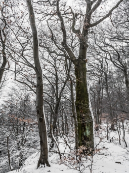 Biotopbaum