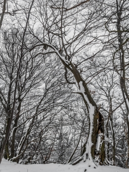 Biotopbaum