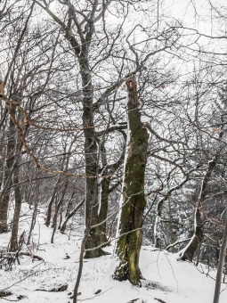 Biotopbaum