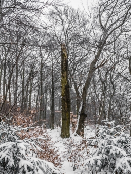 Biotopbaum