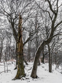 Biotopbaum