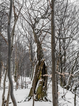 Biotopbaum