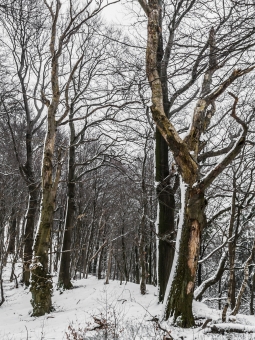 Biotopbaum