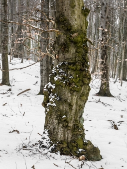Biotopbaum