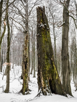 Biotopbaum