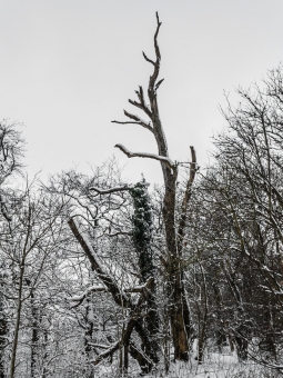 Biotopbaum