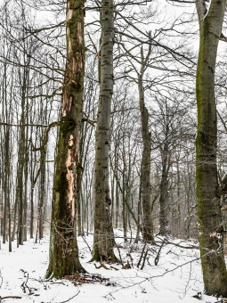 Biotopbaum
