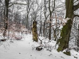 schmaler Streifen mit Biotopbäumen