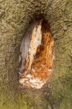 offene Großhöhle mit Käfereinbohrlöchern