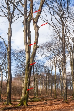 unten Riss, oben zwei Zwiesel und Totäste