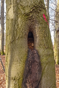 Schleimfluss aus offener Großhöhle mit Mulm und Pilz