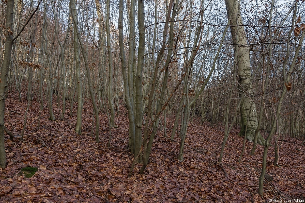Biotopbaum_Porta_Westfalica_5