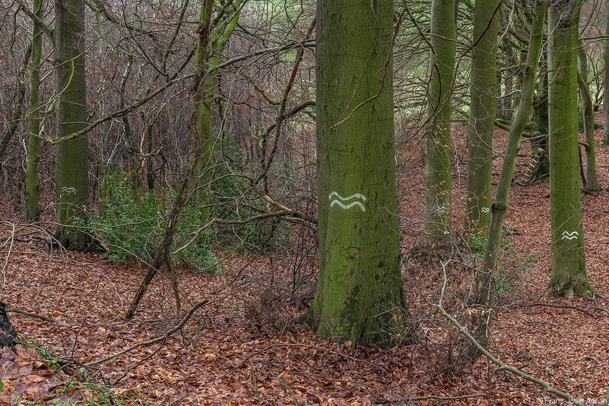 Biotopbaum_Porta_Westfalica_8