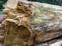 Biotopbaum mit Insektenfraßgängen