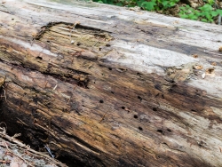 Biotopbaum mit Einbohrlöchern von Holzkäfern