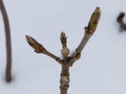 abgebissener Leittrieb