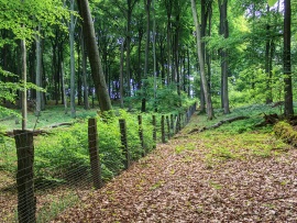 nur innerhalb des Zauns Buchenverjüngung