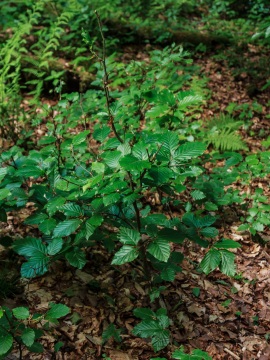 Buche mit verbissenen Leittrieben