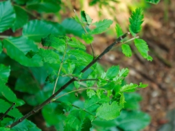 verbissener Vogelbeerbaum