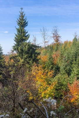 Blitzbaum_4