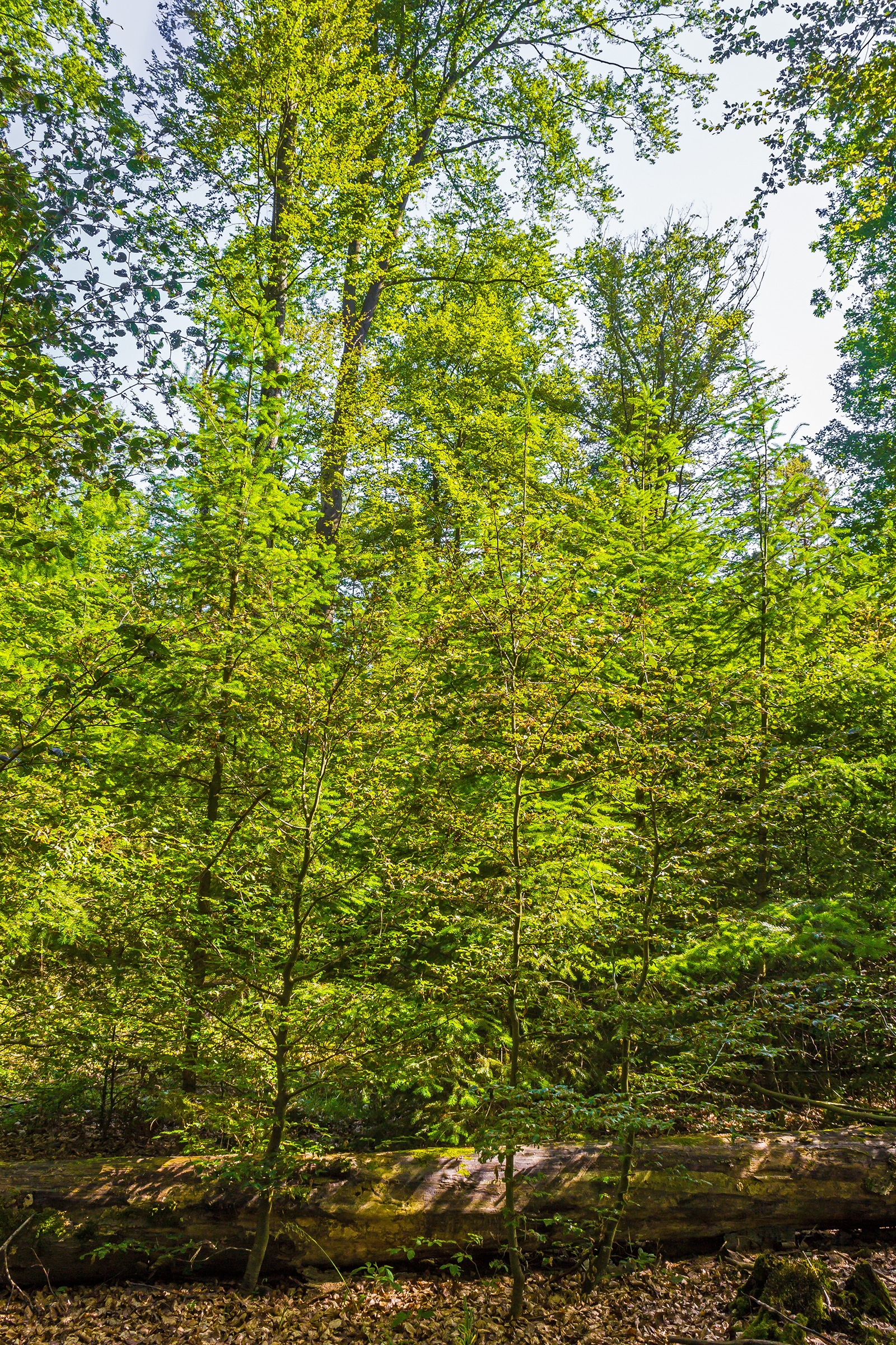 Försterwald östlich von Fabrikschleichach