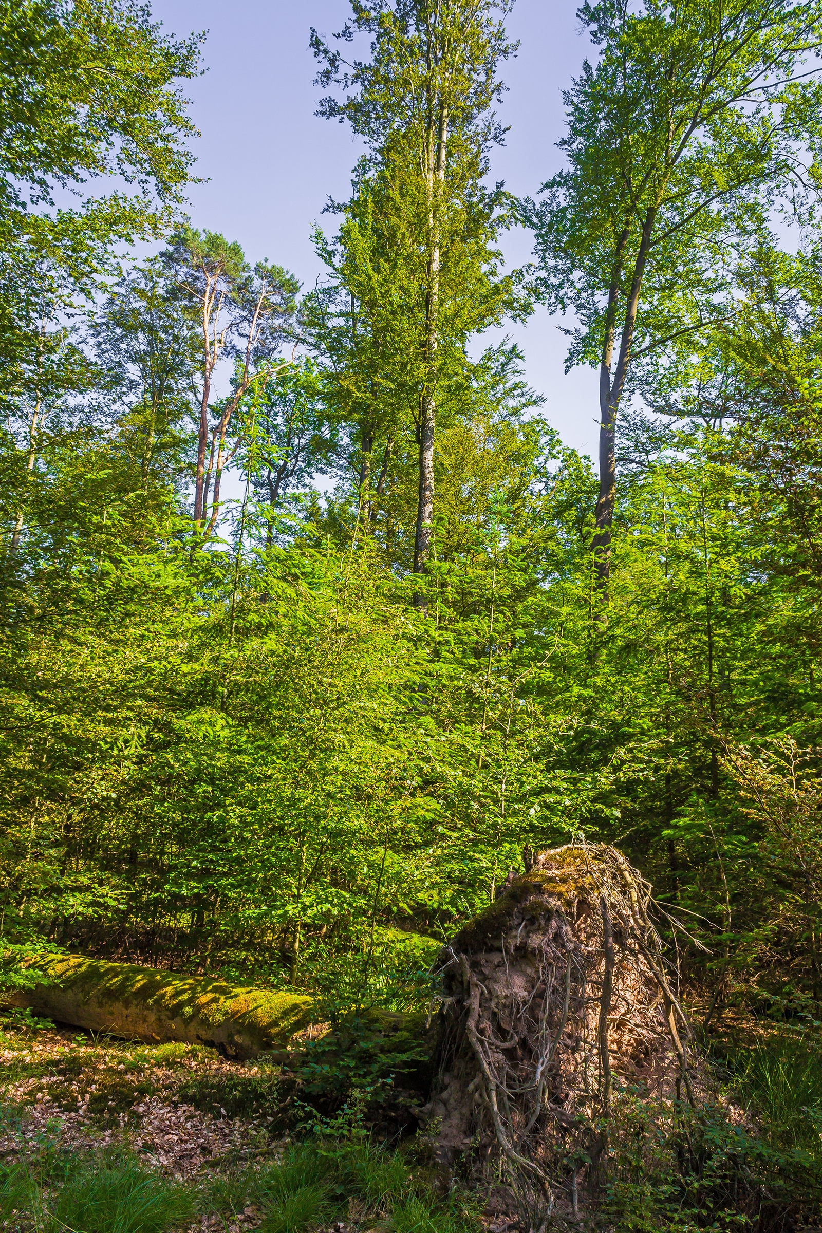 Försterwald östlich von Fabrikschleichach