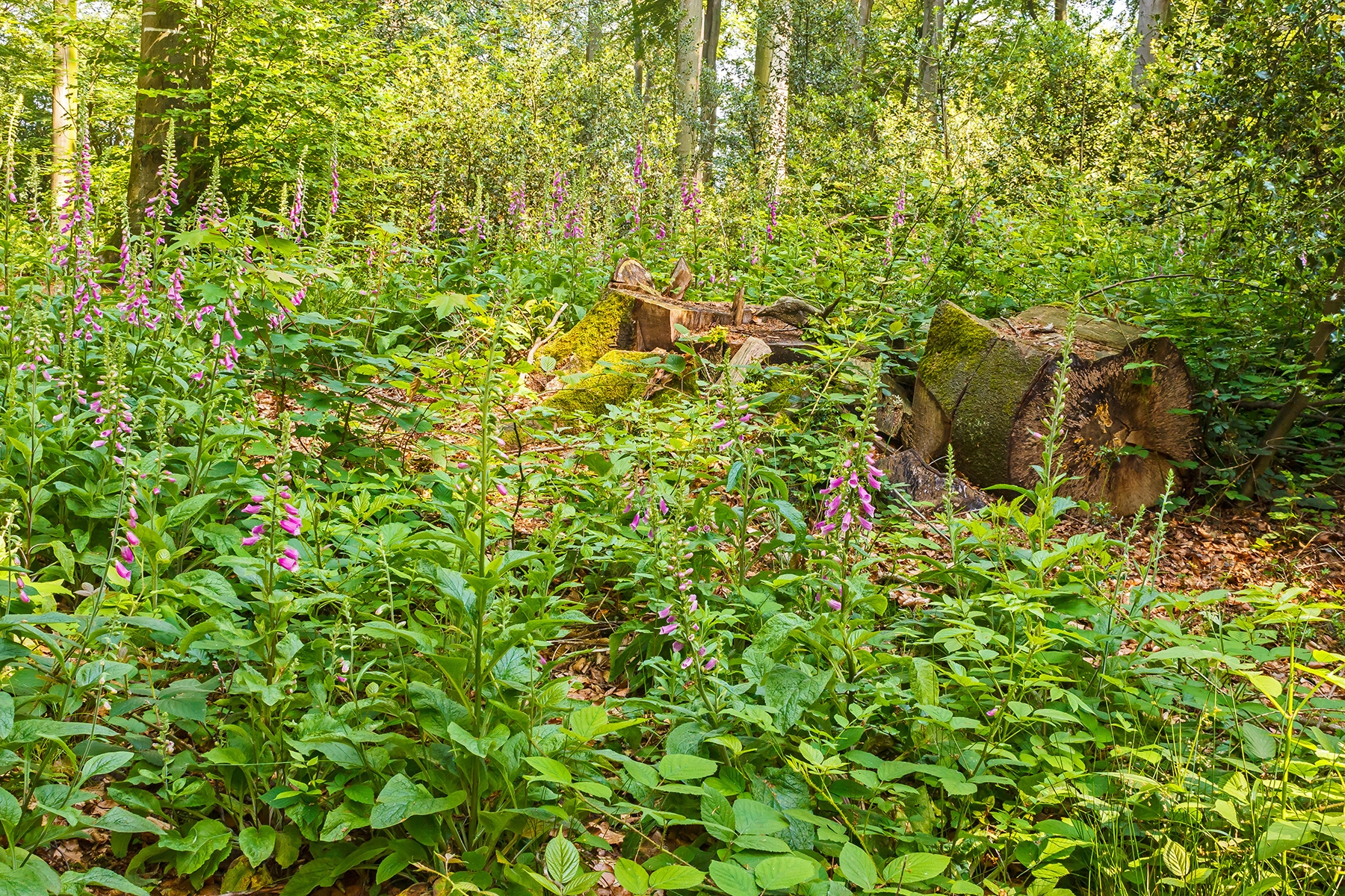 Roter Fingerhut im Schellenberger Wald