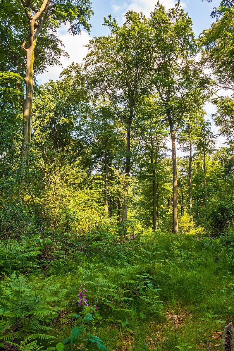 Roter Fingerhut auf Kleinkahlschlag im Schellenberger Wald