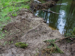 fehlender Oberboden nach Bäumerücken