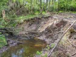 durch Holzrücken beschädigte Ufersteilkante