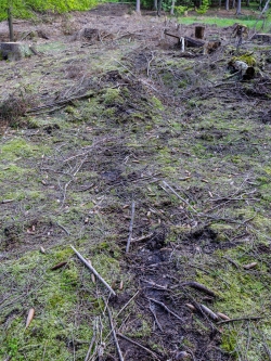 Rückespuren, oberste Bodenschicht zerstört