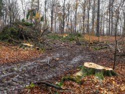planlose Anlage von Rückegassen